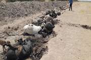 کشف و دفن بهداشتی 20 رأس گاو شیری تلف شده در شهرستان نظرآباد