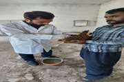 اجرای طرح پایش ملکولی آنفلوانزای فوق حاد در طیور بومی و روستایی 