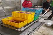 کشف و ضبط 150 کیلوگرم آلایش مرغ در محل کشتارگاه
