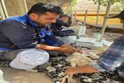 اجرای طرح پایش و ردیابی آنفلوانزای فوق حاد پرندگان در طیور بومی شهرستان طالقان