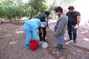 طرح ملی واکسیناسیون طیور روستایی علیه بیماری نیوکاسل