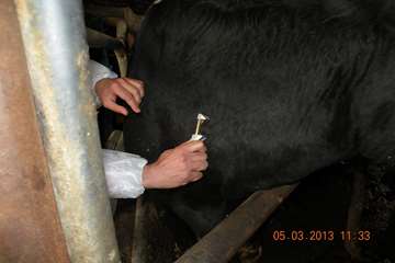 بازآموزي سل و بروسلوز در اداره كل دامپزشكي استان البرز