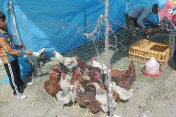 طرح جمع آوری طیور بومی غیرمجاز 