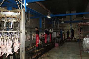 بازدید مسئول دفتر نمایندگی ولی فقیه از کشتارگاهها