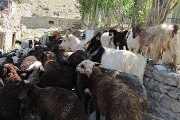 طرح تب برفکی روستاهای آسارا