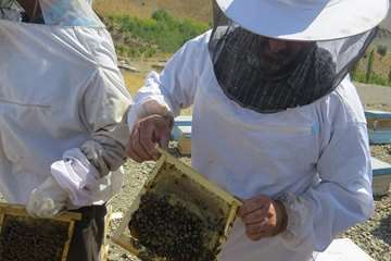 پرورش زنبور عسل
