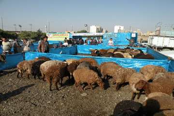 گزارش تصويري اقدامات انجام شده از سوي اداره كل دامپزشكي استان البرز در عيد قربان 1392