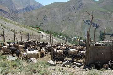 طرح تب برفکی روستاهای آسارا