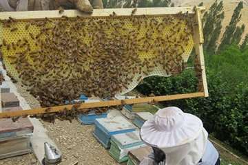 زنبورستان جاده چالوس(نمونه برداری)