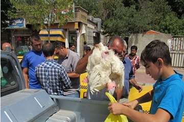 طرح جمع آوری پرندگان غیر مجاز در کرج