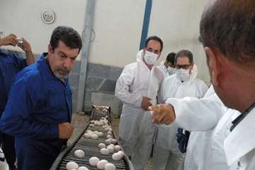 دیدار هیات خارجی از مجموعه مرغداری در ساوجبلاغ