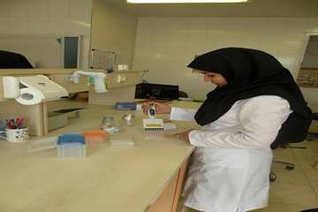 فعاليت كارشناسان آزمايشگاه اداره كل دامپزشكي استان البرز