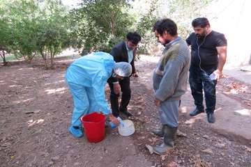 طرح ملی واکسیناسیون طیور روستایی علیه بیماری نیوکاسل